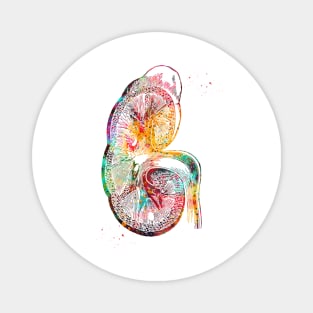 Kidney section Magnet